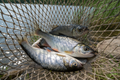Live Minnows